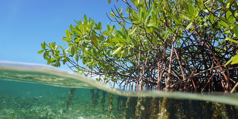 Ilustrasi mangrove (Rhizophora mangle) pohon bakau