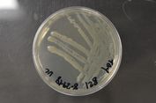 Pseudomonas, Bakteri Pendegradasi Minyak