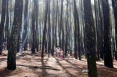 4 Wisata Hutan Pinus di Bantul Yogyakarta