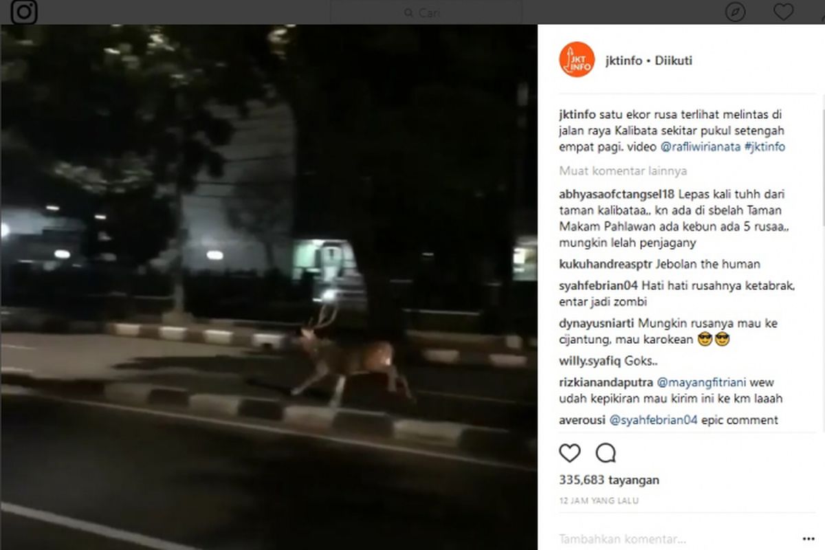 Seekor rusa tampak berlarian di jalan dalam video yang diunggah akun Instagram @JKTInfo.