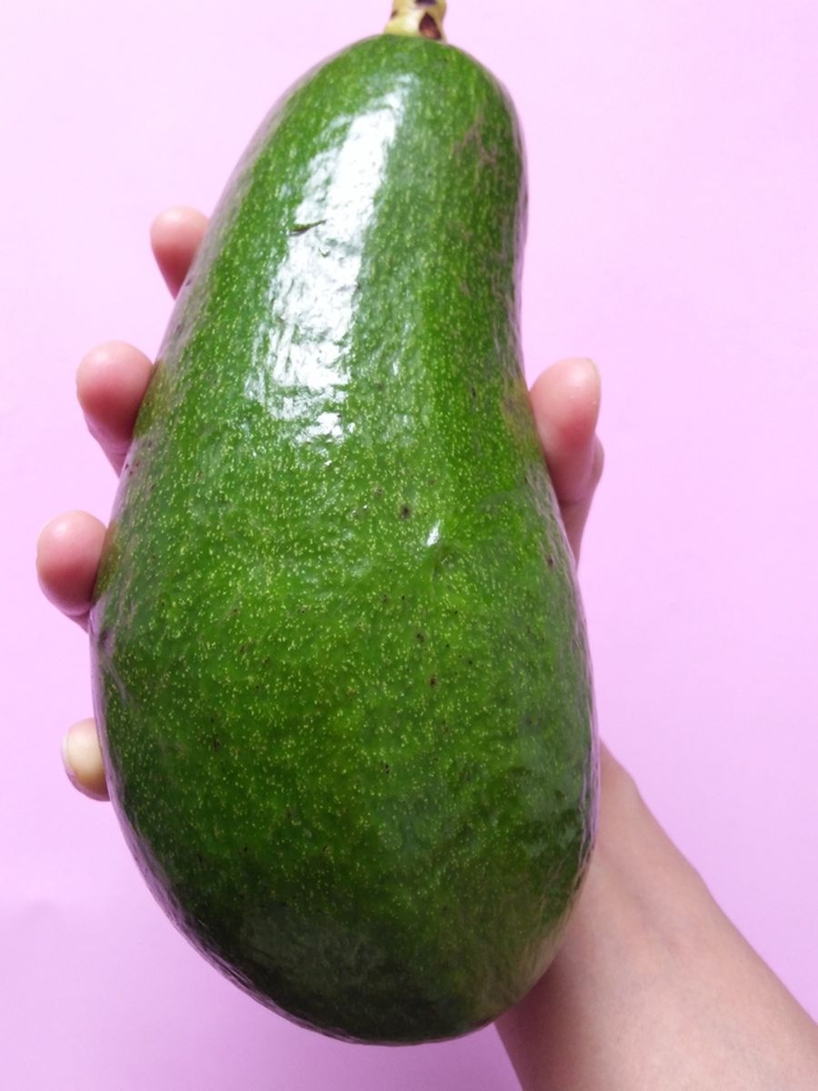 Ilustrasi buah alpukat aligator atau giant avocado. 
