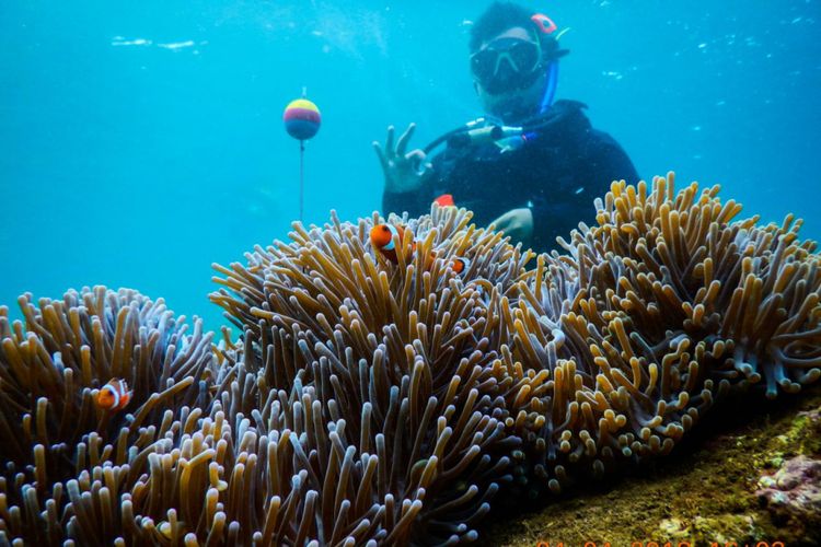 Ada empat ikan Nemo yang tinggal di Anemon yang memakai titik pengawasan di perairan Laut Bangsring, Banyuwangi, Jawa Timur, Jumat (6/4/2018).