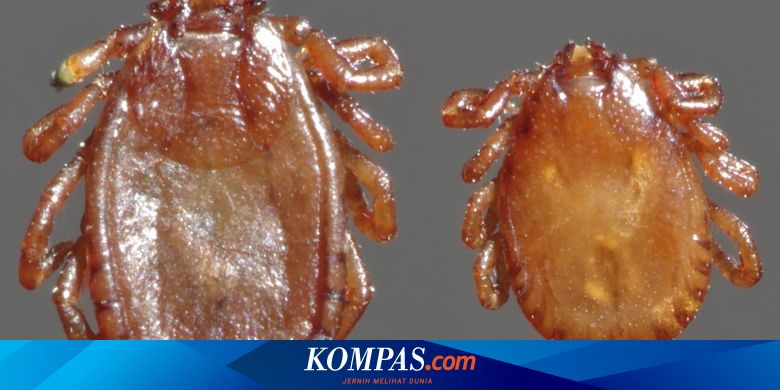 Virus Tick-Borne Marak di China, Berikut Penjelasan dari Epidemiolog