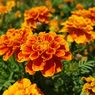 3 Keuntungan Menanam Bunga Marigold di Halaman Rumah