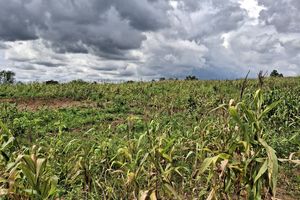 Kapolresta Tangerang Bantah Ladang Jagung yang Diresmikan Gibran Gagal Panen, Sebut Sedang Tahap Evaluasi