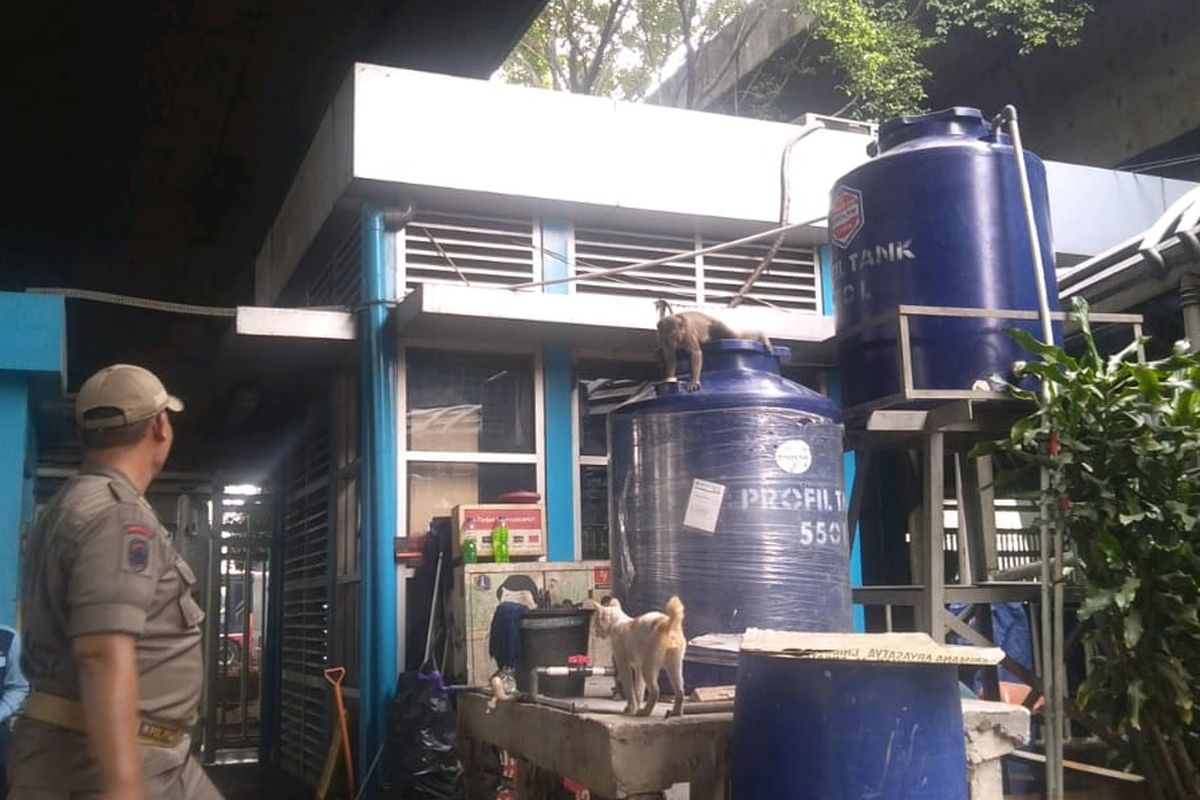 Proses evakuasi monyet yang berkeliaran di sekitar Halte TJ Grogol, Jakarta Barat, Rabu (11/12/2019)