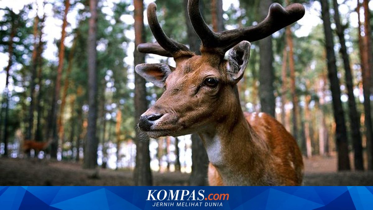 Populasi Rusa Bawean yang Terancam Punah Diprediksi Alami Peningkatan