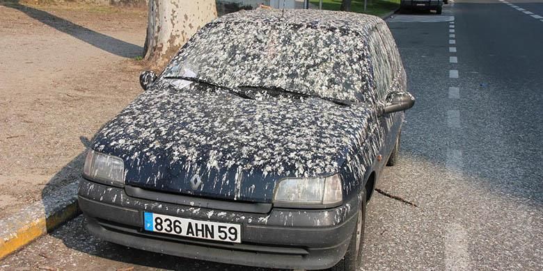 Ilustrasi mobil dipenuhi kotoran burung karena parkir di luar ruang
