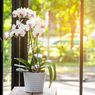 Ini Tempat Terbaik Meletakkan Anggrek di Rumah Menurut Feng Shui