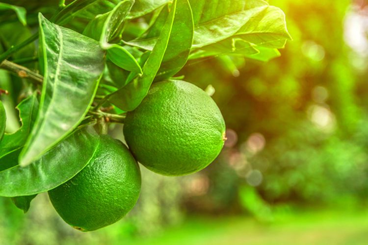 Ilustrasi jeruk limau, tanaman jeruk limau. 