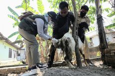 Sidak Tempat Penjualan Kurban di Jombang, Ditemukan Kambing Tak Layak