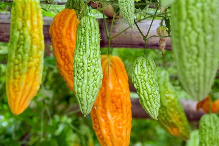 Ilustrasi tanaman pare, buah pare. 