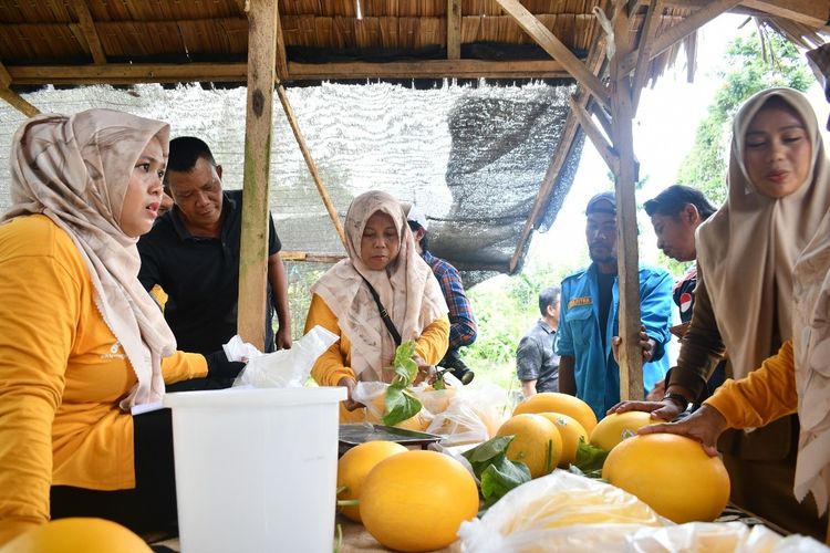 Anggota kelompok tani melon mutiara di Kampung Kebun Tanjung Seumantoh, Kecamatan Karang Baru, Aceh Tamiang, Provinsi Aceh, Senin (20/10/2025)