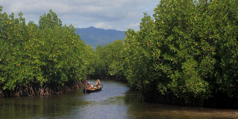 Hutan mangrove di Desa Torosiaje yang dikelola masyarakat tumbuh lestari. Kawasan ini diusulkan Pemerinrah Provinsi Sebagai Kawasan Ekosistem Esensial