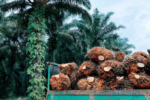 Harga TBS Sawit di Bangka Naik Rp 500 Per Kg, Petani: Pupuk Masih Mahal