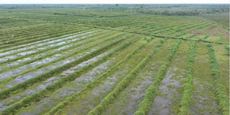 Bekas cetak sawah baru yang dulu digarap masih bisa terlihat meskipun telah dipenuhi semak belukar.