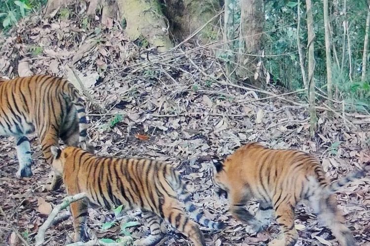 Kamera Jebak Ungkap 2 Anak Harimau Sumatera di Kerinci Seblat Tumbuh Sehat
