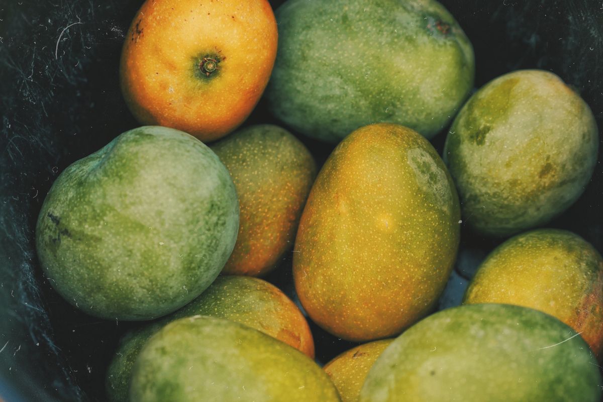 Kuit mangga tak kalah bermanfaat dari buahnya. Kulit mangga kaya akan polifenol, karotenoid, serat makanan, vitamin C, dan vitamin E.