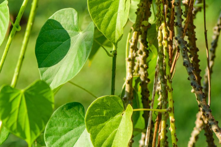 Ilustrasi tanaman brotowali (Tinospora cordifolia). 