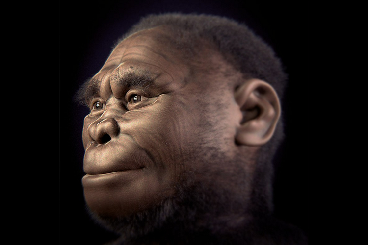 Homo Floresiensis