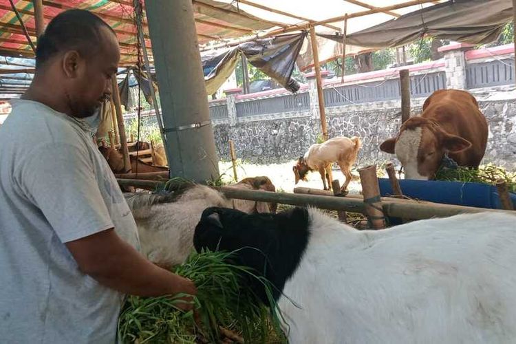 Penjual Hewan Kurban Semarang Beny Handoyo saat memberi makan sapi miliknya