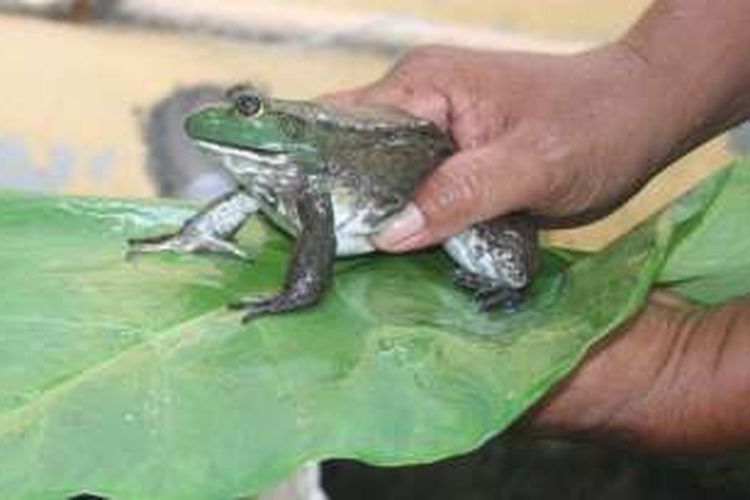 Kodok lembu (Rana catesbeiana).