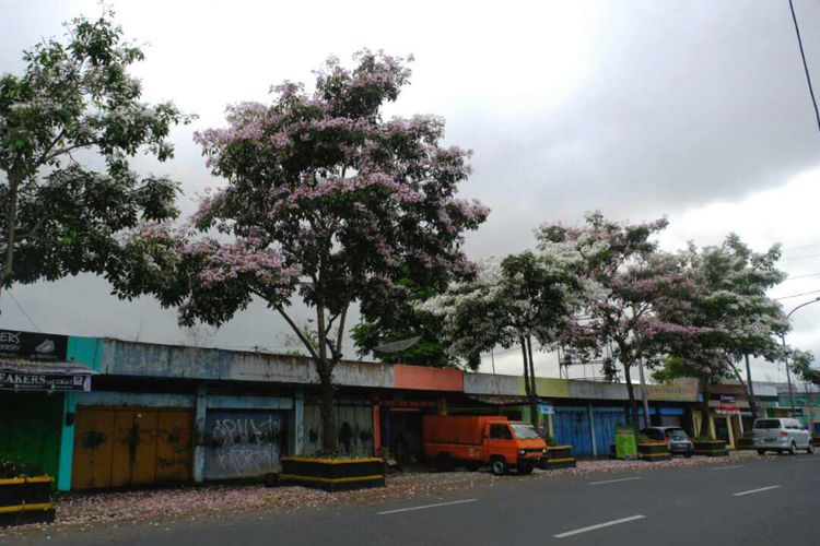 Pohon bunga tabebuya bermekaran di Jalan A Yani, kawasan Kebonpolo, Kota Magelang, Senin (23/10/2017).