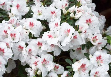 7 Bunga Putih yang Dapat Mempercantik Taman