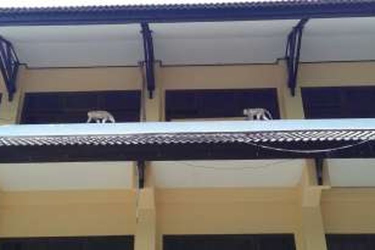 Kawanan monyet saat berada di atas genteng kantor Walikota Mataram