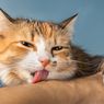 Mengenal Cat Scratch Disease dan Cara Mengobatinya