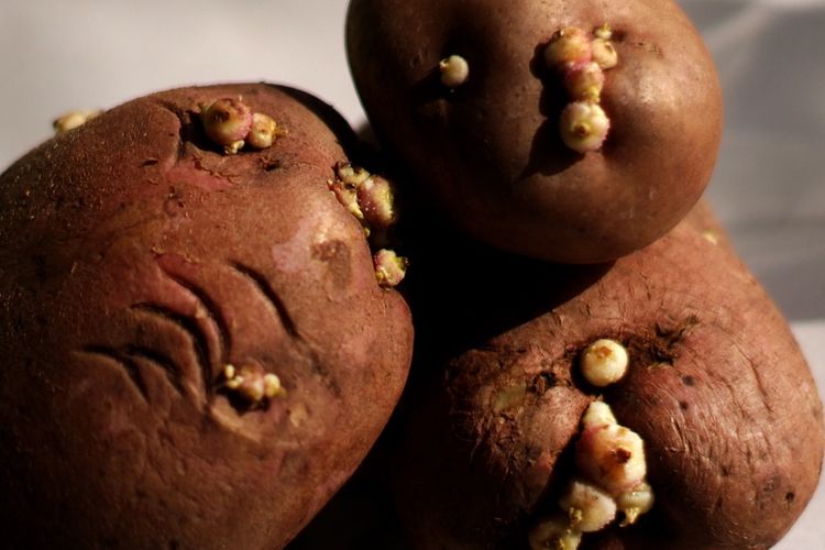 Ilustrasi bibit kentang bertunas