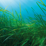 Mengapa Lamun Penting untuk Tangkal Perubahan Iklim?