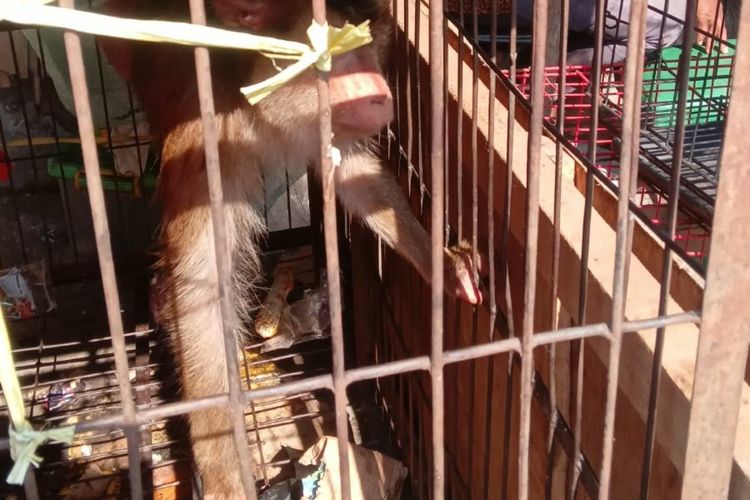 Eksploitasi Satwa Lewat Atraksi Topeng Monyet Resahkan Warga, Satpol PP Semarang Minta Masyarakat Melapor