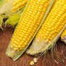 7 Manfaat Jagung untuk Kesehatan yang Sayang Dilewatkan