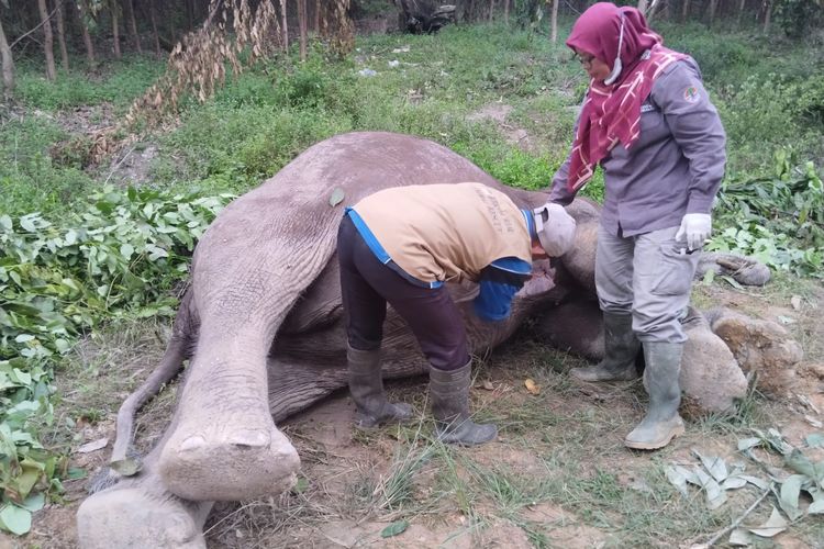 Tim BB KSDA Riau menyelidiki penyebab kematian gajah di Tesso Tenggara, Pelalawan. 
