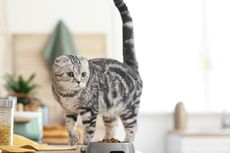 Ragam Alasan Kucing Melompat ke Meja Dapur dan Cara Menghentikannya