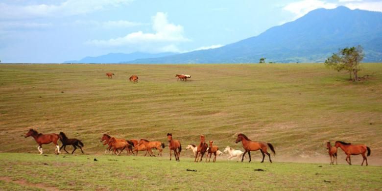 Kuda-kuda berlarian di Padang Sabana Mausui, Kecamatan Kota Komba, Kabupaten Manggarai Timur, Flores, Nusa Tenggara Timur.