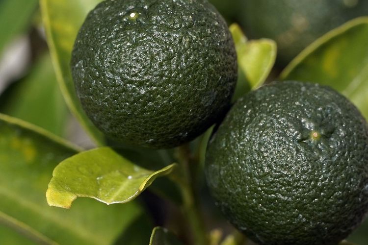 Ilustrasi tanaman jeruk lemon cui atau jeruk kasturi. 