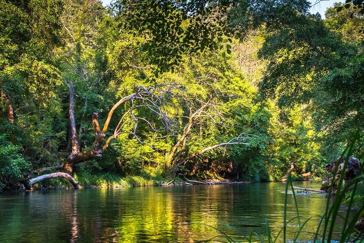 Ilustrasi hutan, hutan tropis. 