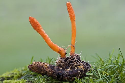 Apa Itu Jamur Cordyceps yang Muncul di Serial The Last of Us?