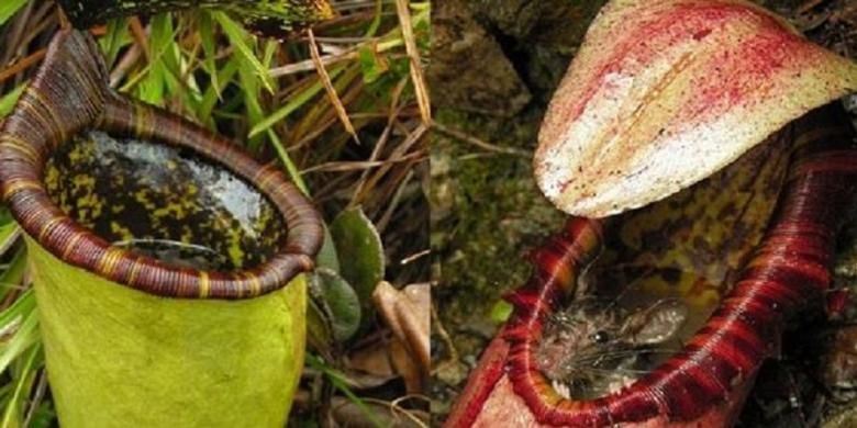 Nepenthes attenboroughii | Daily Mail
