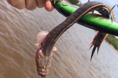 Pemancing Australia Tangkap Ikan 