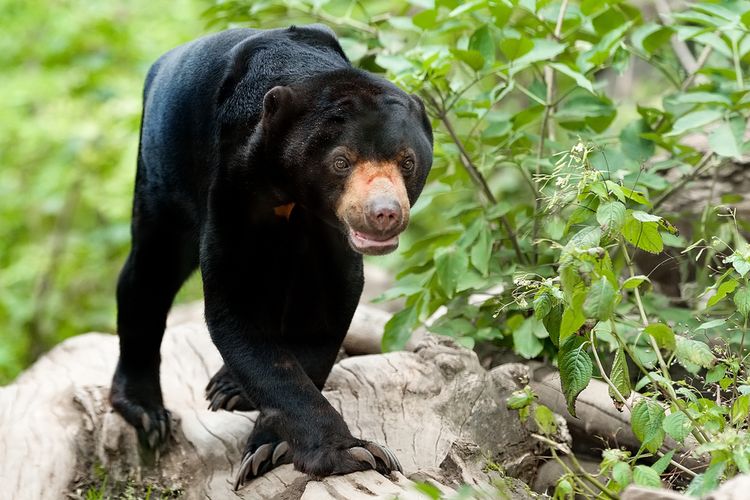 Beruang madu (Helarctos malayanus) dikenal juga sebagai Sun Bear adalah hewan endemik hutan hujan tropis yang habitatnya ada di Indonesia dan Malaysia. Beruang madu adalah spesies beruang terkecil di dunia.