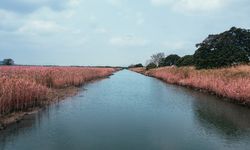 Krisis Iklim Picu Deoksigenisasi Sungai Tropis