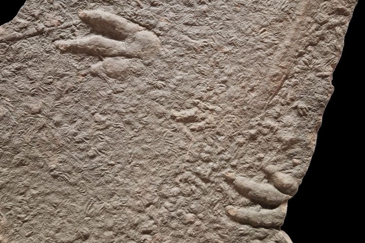 Jejak fosil reptil dari Triassic Akhir. Selain sisa-sisa kerangka fosil, kelompok peneliti juga mempertimbangkan jejak kaki dan jejak dalam deskripsi komprehensif mereka tentang Trias di Cekungan Eropa Tengah.