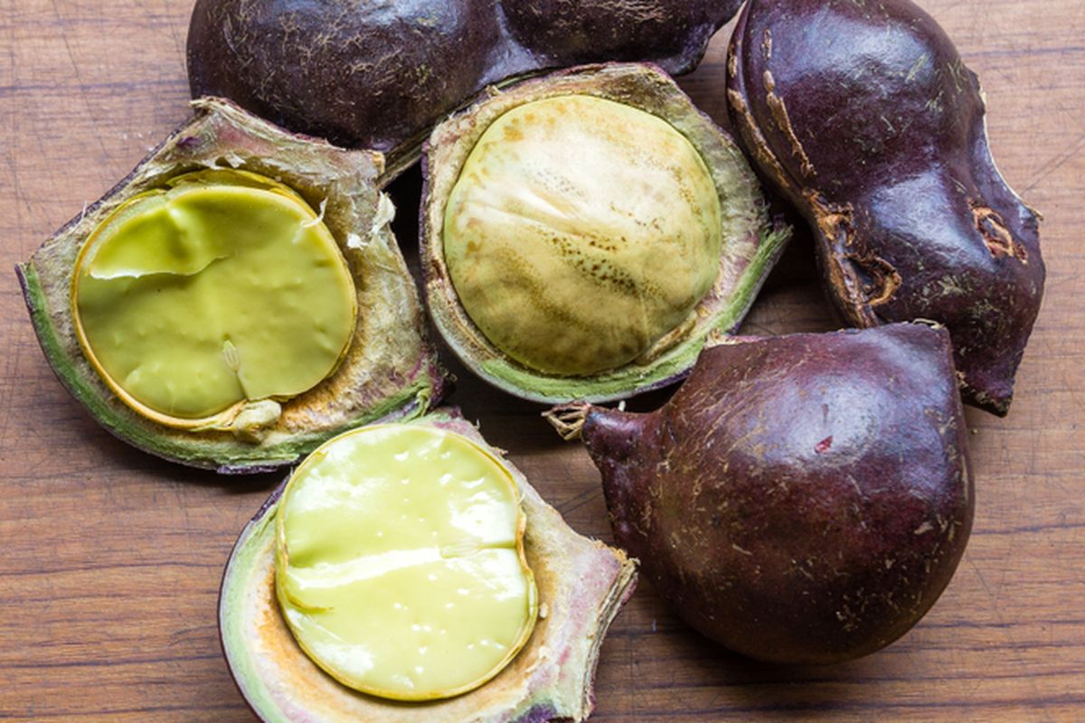 Ilustrasi jengkol, buah jengkol. Kulit jengkol dapat dimanfaatkan sebagai insektisida alami. 