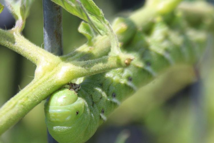 Ilustrasi ulat tanduk yang sering menyerang tanaman tomat.