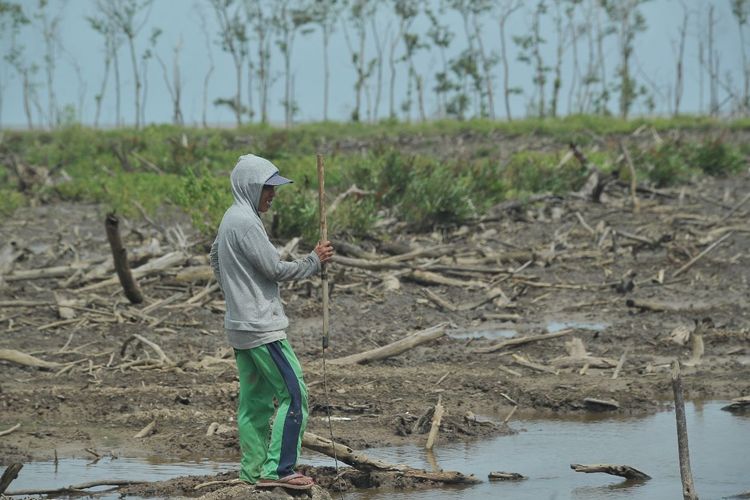 Nelayan menyisir bekas hutan mangrove yang telah ditebang oleh perusahaan perkebunan sawit untuk mencari kepiting dan udang