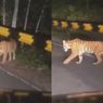 Video Viral Harimau Sumatera Hilir Mudik di Jalan Lintas Sumatera Lampung