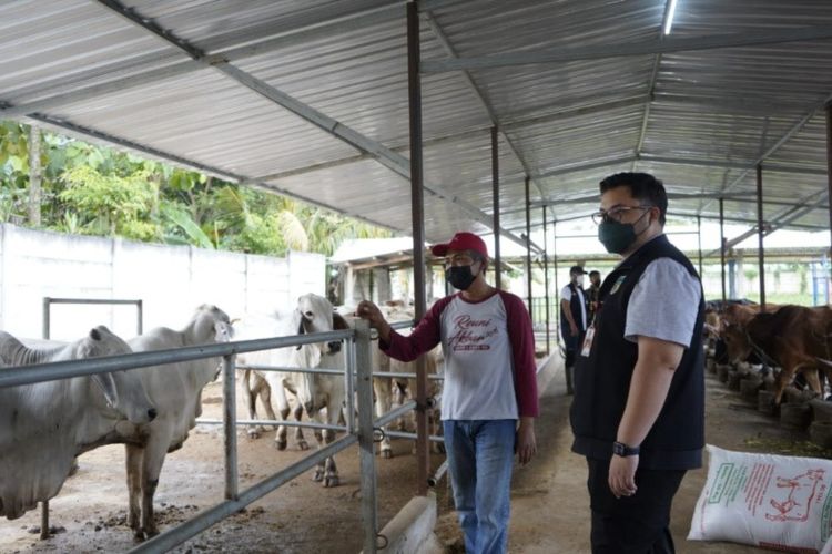 Bupati Kediri Hanindhito Himawan Pramana saat mengunjungi kendang sapi milik Kelompok Tani Banjarsari.
